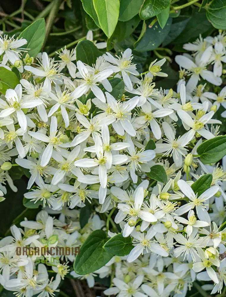 Virgin's Bower Seeds - Exquisite Clematis Planting Seeds for Your Garden - Image 4