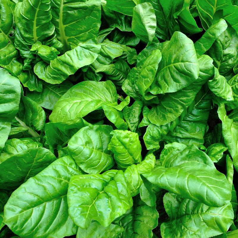 Viroflay Spinach Seeds – Premium Heirloom Variety for High-Yielding Harvests - Image 3
