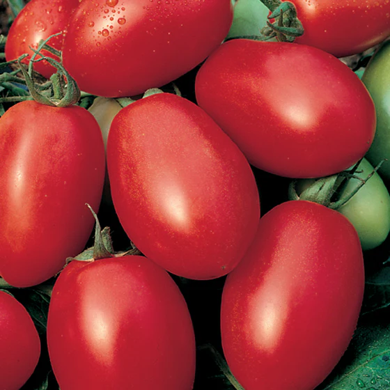 Viva Italia Tomato Seeds – High-Yield, Flavorful Paste Tomatoes - Image 2
