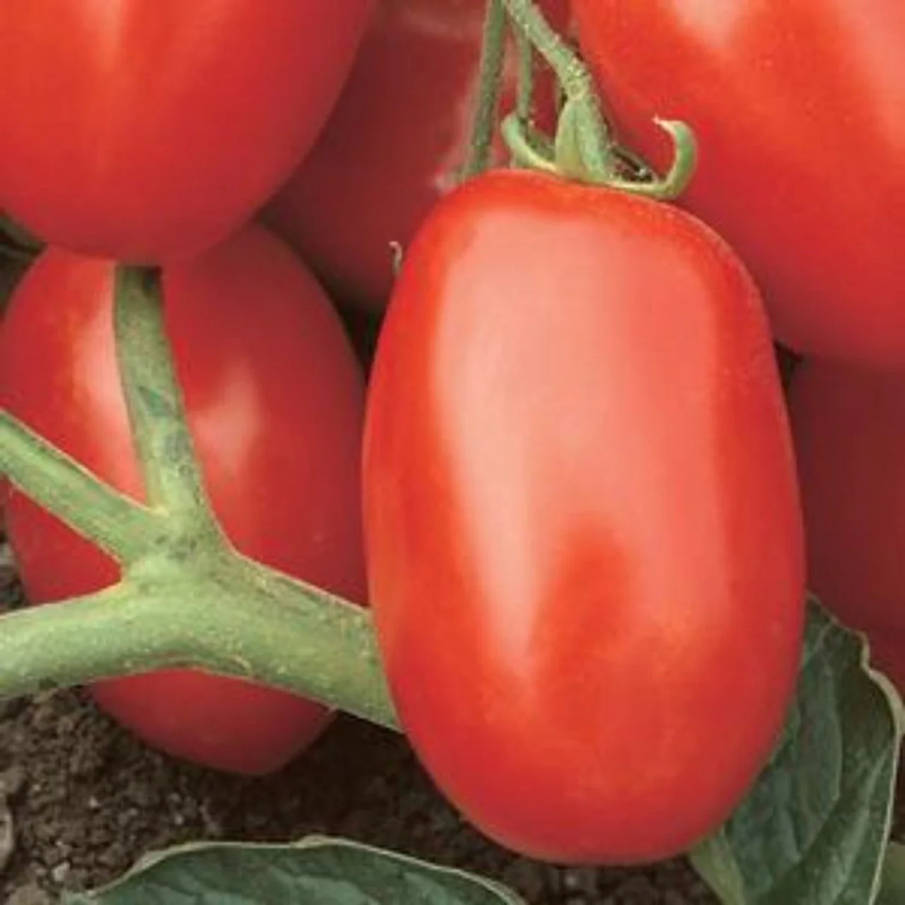 Viva Italia Tomato Seeds – High-Yield, Flavorful Paste Tomatoes - Image 3