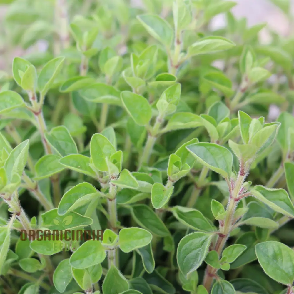 Vulgaris Seeds – Premium Quality Garden Seeds for Planting & Outdoor Growing - Image 3