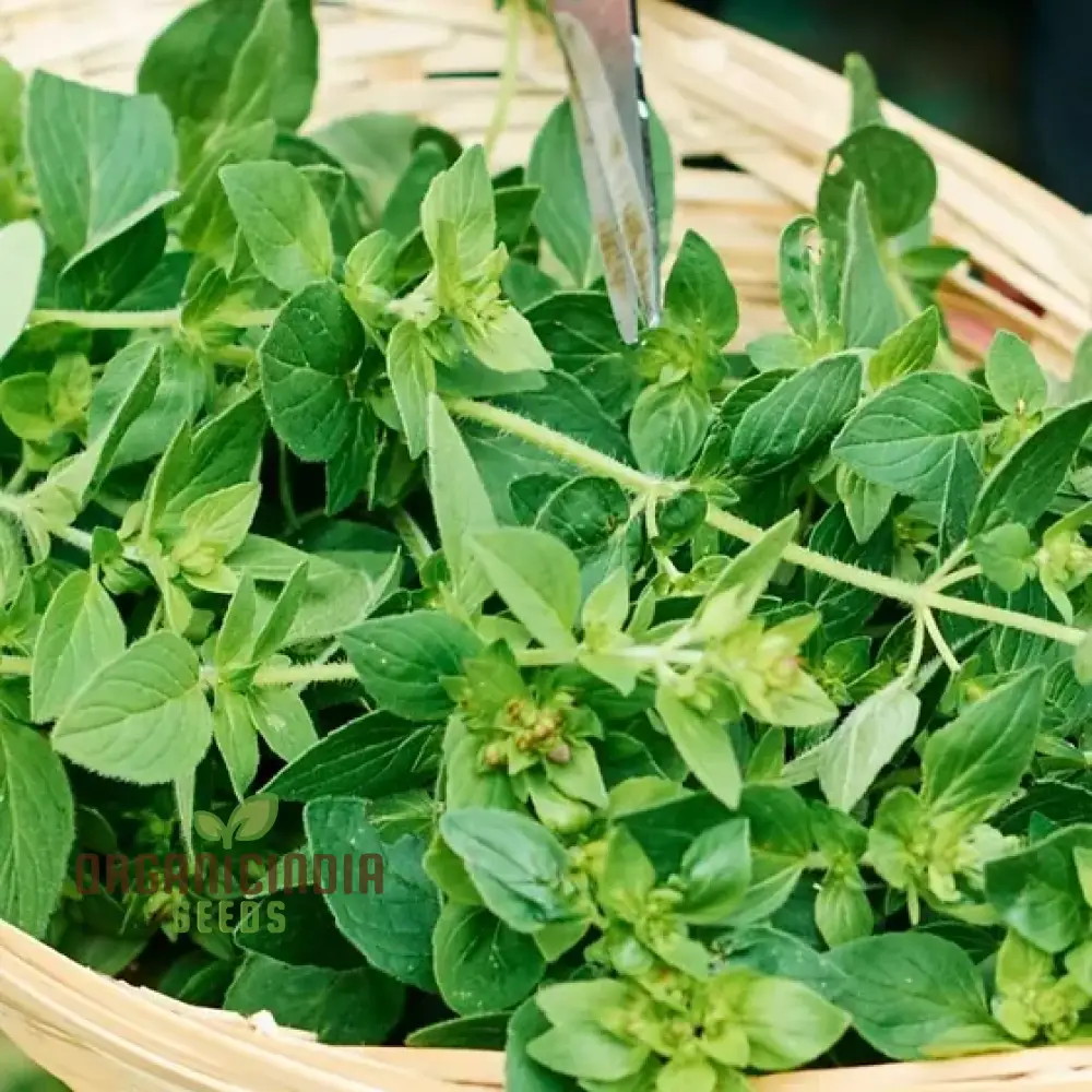 Vulgaris Seeds – Premium Quality Garden Seeds for Planting & Outdoor Growing - Image 4