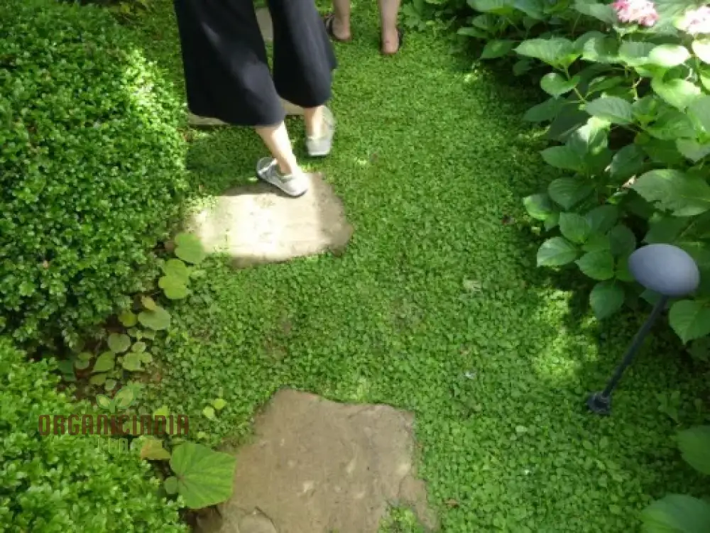 Walk-In Ground Cover Seeds, Lawn Replacement Permaculture Garden (100pcs)
