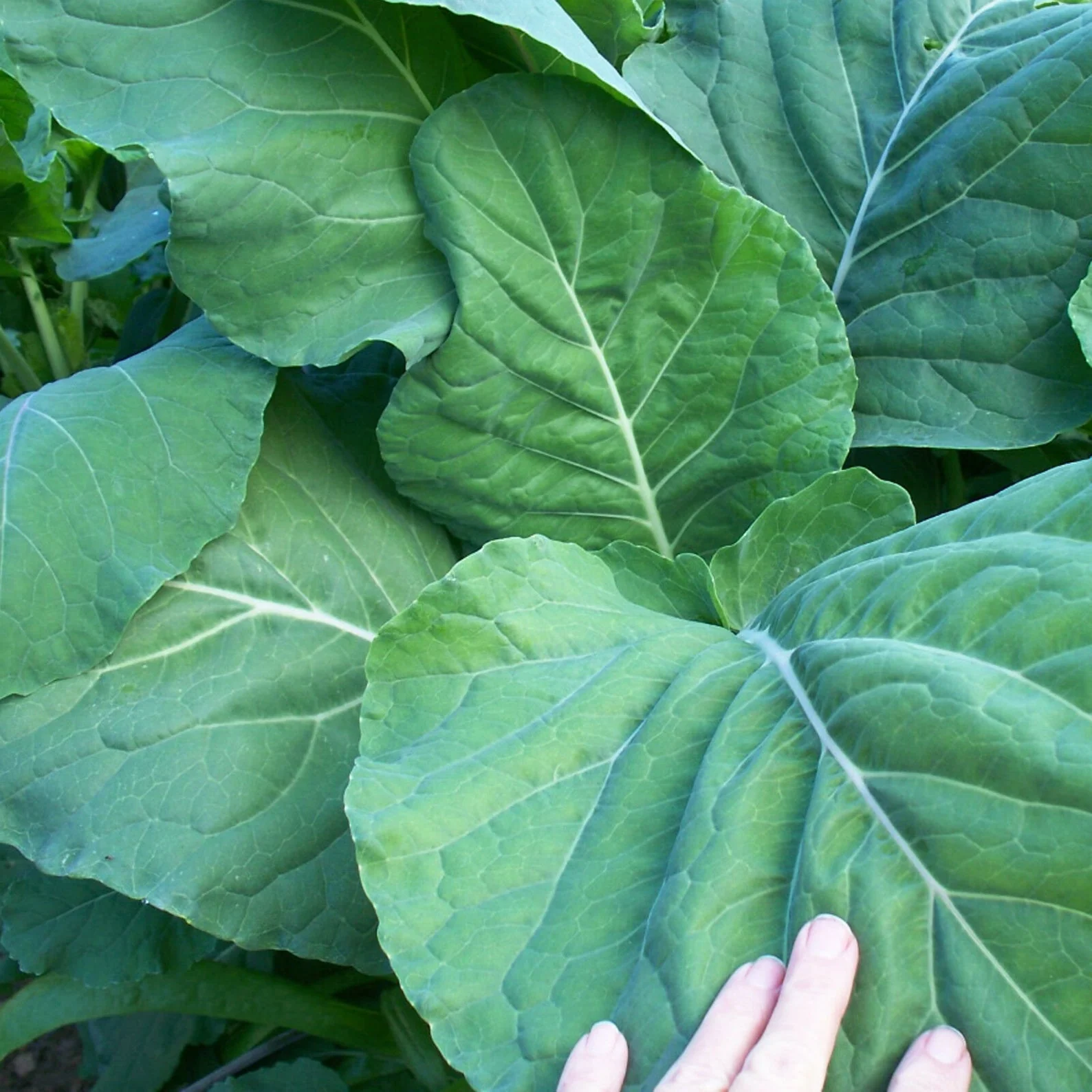 Walking Stick Kale Seeds, Unique and Hardy Brassica for Edible and Ornamental Gardens - Image 3