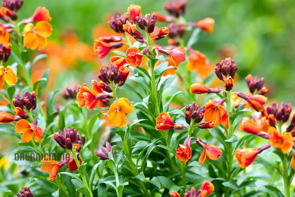 Wallflower Fire King Flower Seeds For Planting, Bold and Fiery Red Wallflowers for a Striking Garden Display