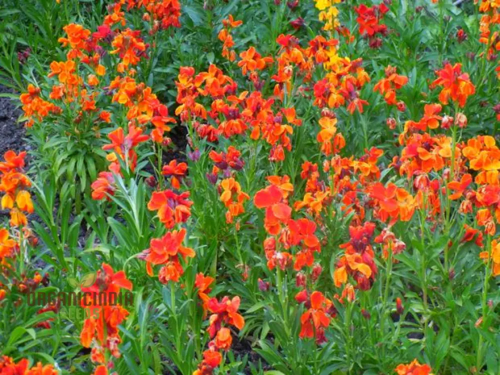 Wallflower Fire King Flower Seeds For Planting, Bold and Fiery Red Wallflowers for a Striking Garden Display - Image 3