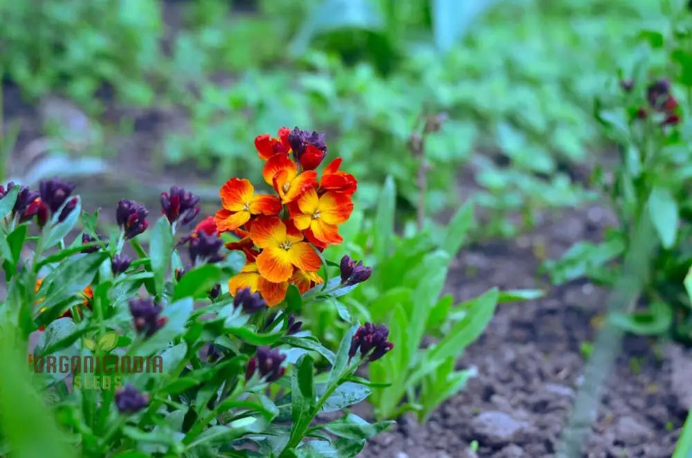 Wallflower Fire King Flower Seeds For Planting, Bold and Fiery Red Wallflowers for a Striking Garden Display - Image 4