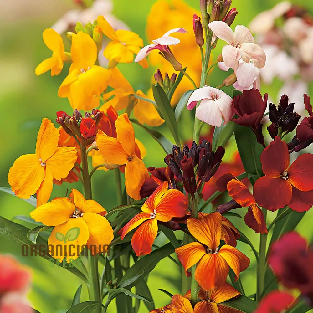 Wallflower Persian Carpet Flower Seeds For Planting, Vibrant and Colorful Wallflowers for a Beautiful Garden Carpet