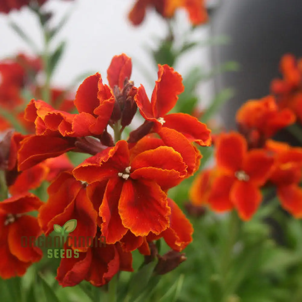 Wallflower 'Scarlet Bedder' Seeds for Planting - Vibrant Blooms for a Striking Garden Display