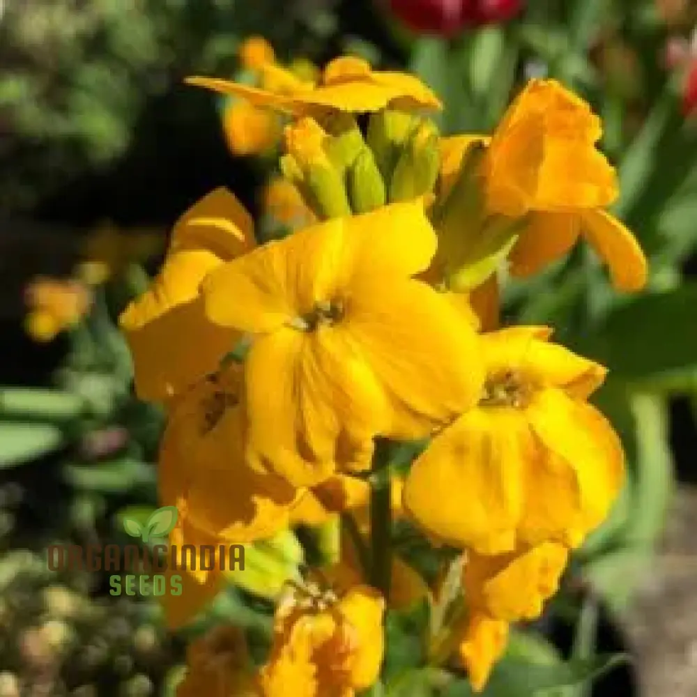 Wallflower Seeds - Cloth of Gold Variety in Golden-Yellow for Planting and Gardening - Image 3