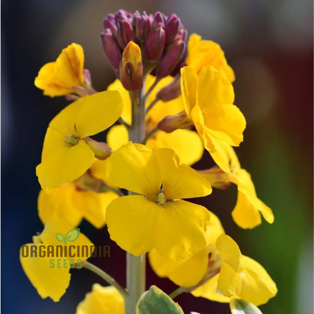 Wallflower Seeds - Cloth of Gold Variety in Golden-Yellow for Planting and Gardening - Image 4