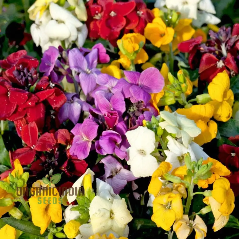 Wallflower Sugar Rush Mix Flower Seeds for Planting