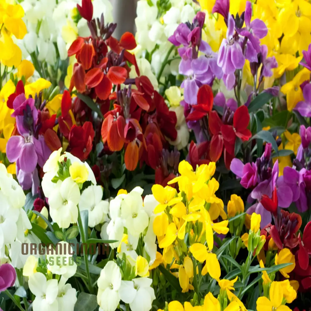 Wallflower Sugar Rush Mix Flower Seeds for Planting - Image 3