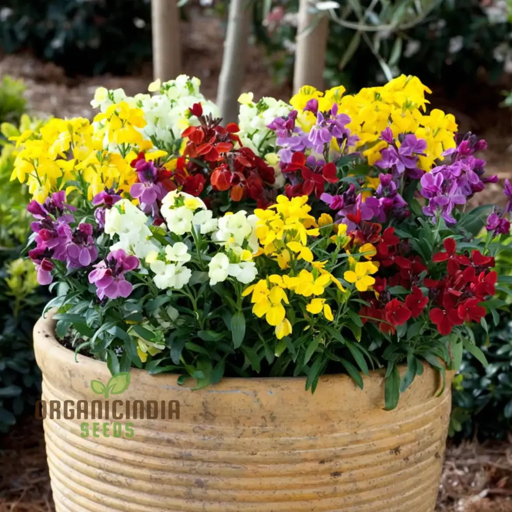 Wallflower Sugar Rush Mix Flower Seeds for Planting - Image 4