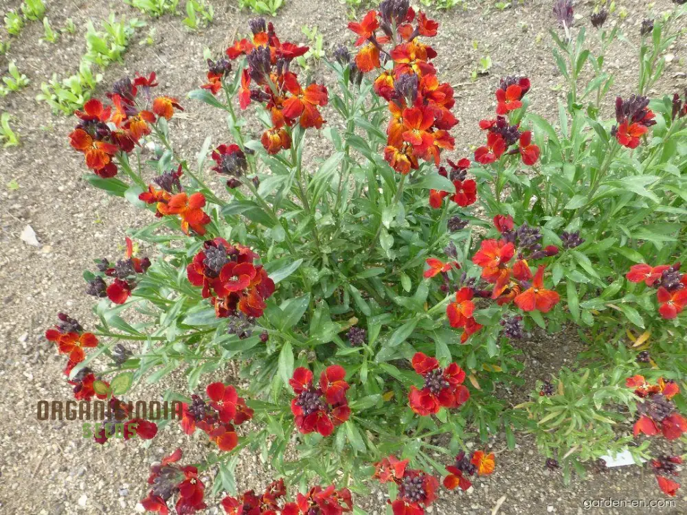 Wallflower 'Vulcan' Seeds for Planting - Ideal for Vibrant, Long-Lasting Blooms in Your Garden - Image 3
