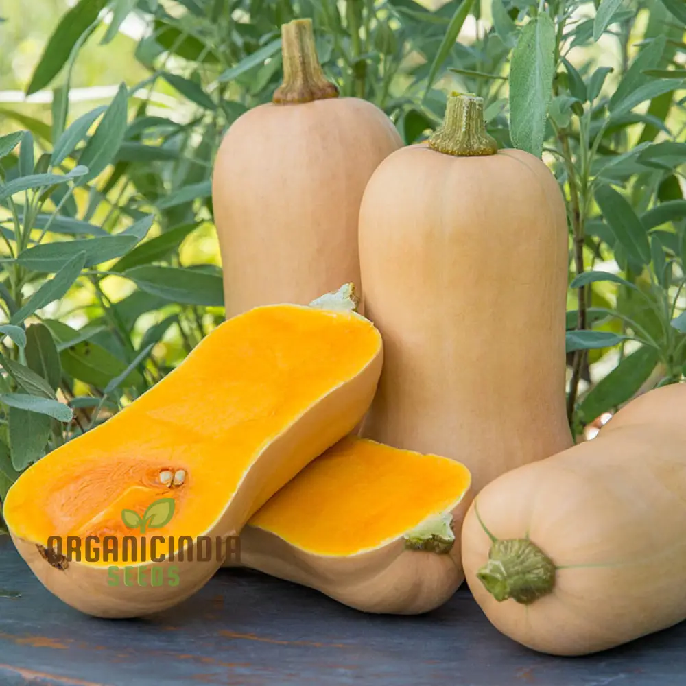 Waltham Butternut Squash Seeds for Planting - 100 pcs