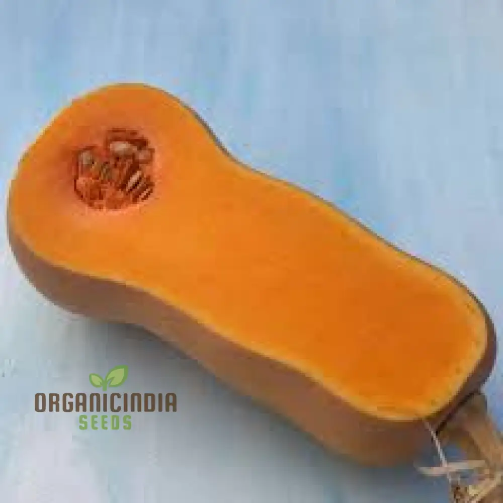 Waltham Butternut Squash Seeds for Planting - 100 pcs - Image 3