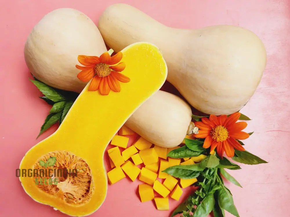 Waltham Butternut Squash Seeds for Planting - 100 pcs - Image 4