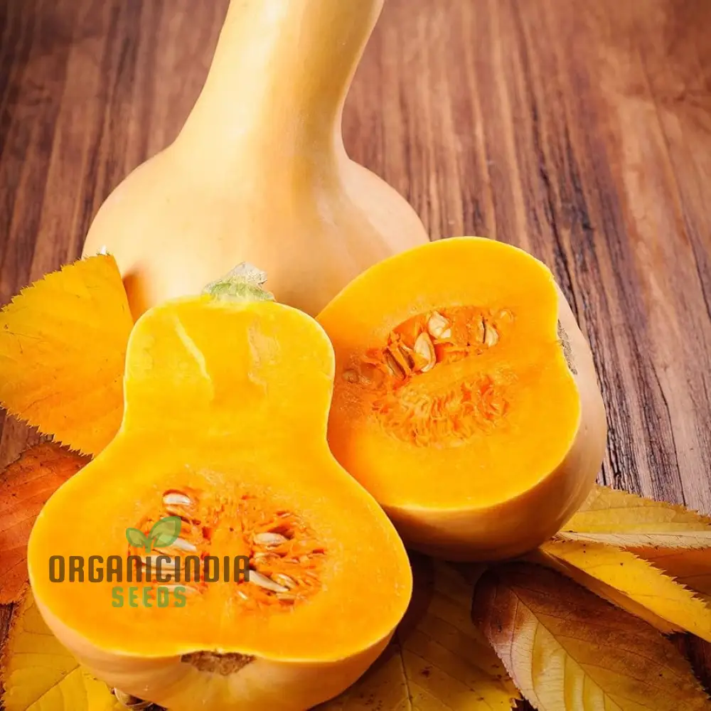 Waltham Butternut Squash Seeds for Planting, Gardening Seeds for Your Vegetable Garden - Image 3