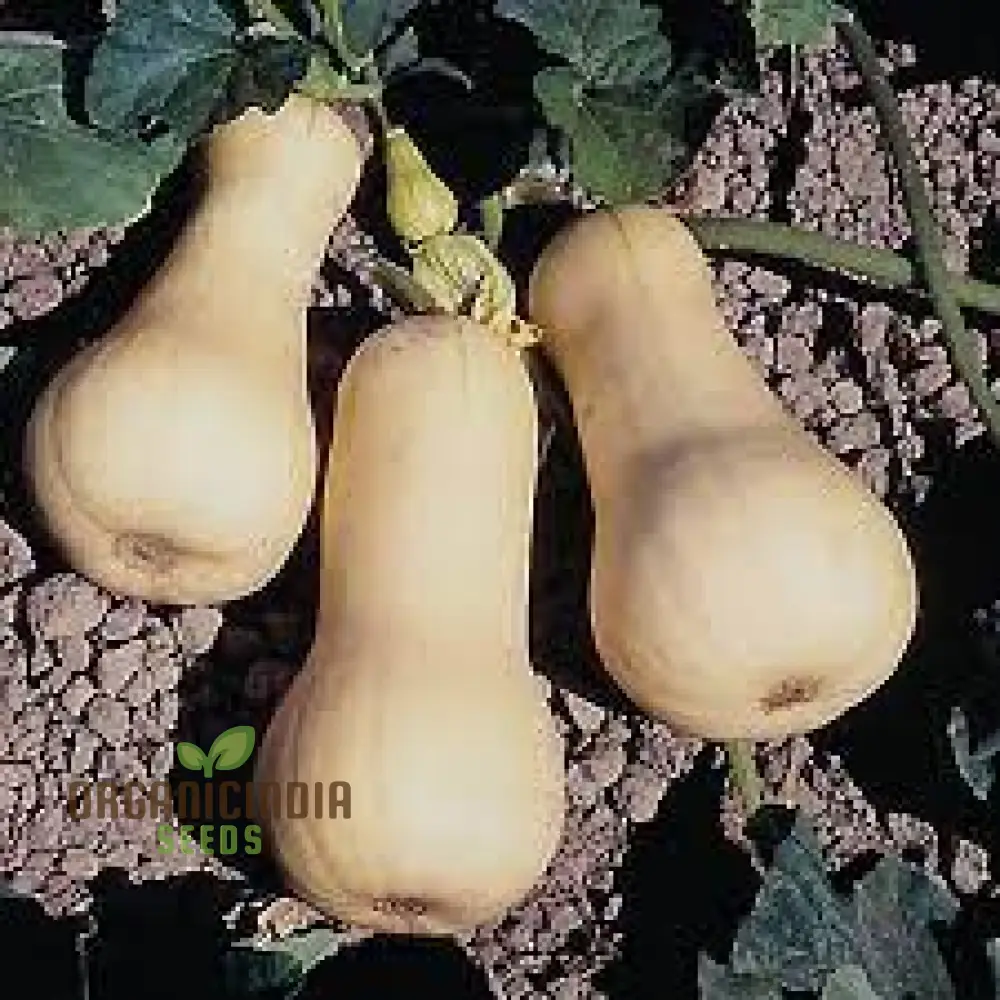 Waltham Butternut Squash Seeds for Planting, Gardening Seeds for Your Vegetable Garden - Image 4