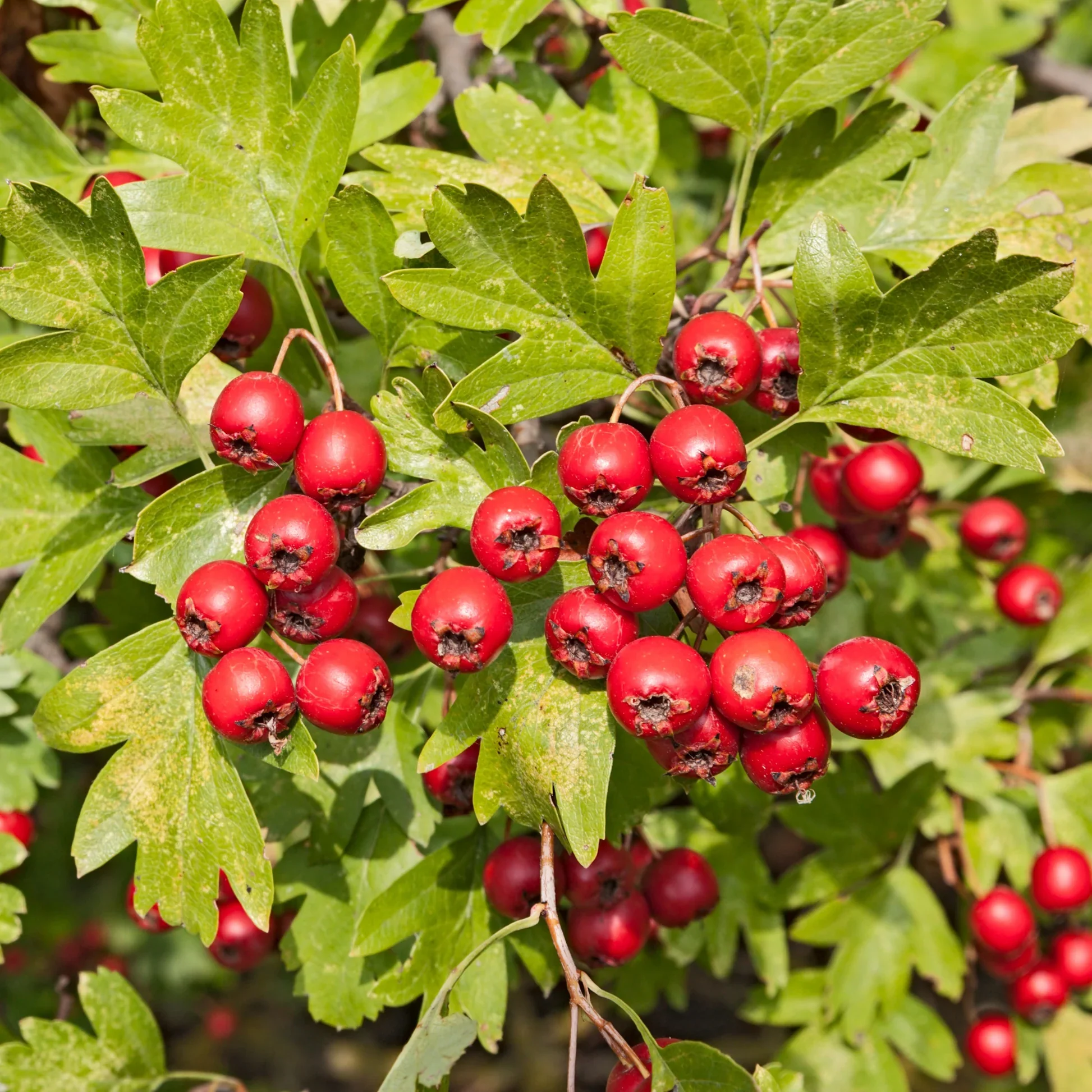 Washington Hawthorn Seeds