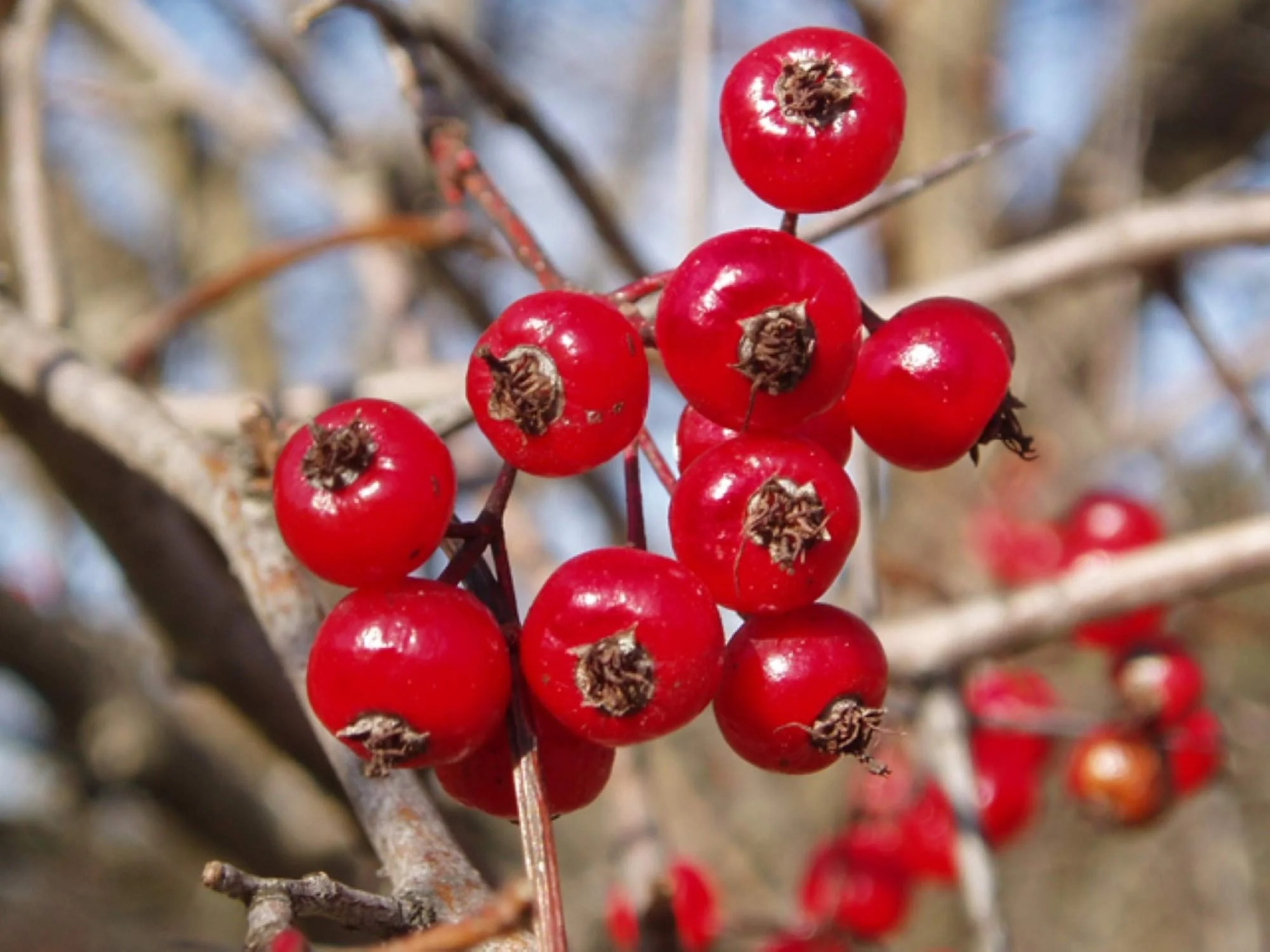 Washington Hawthorn Seeds - Image 3