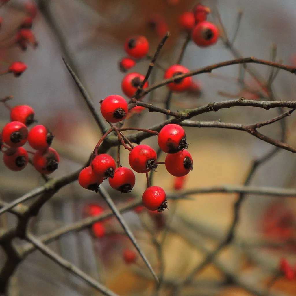 Washington Hawthorn Seeds - Image 4