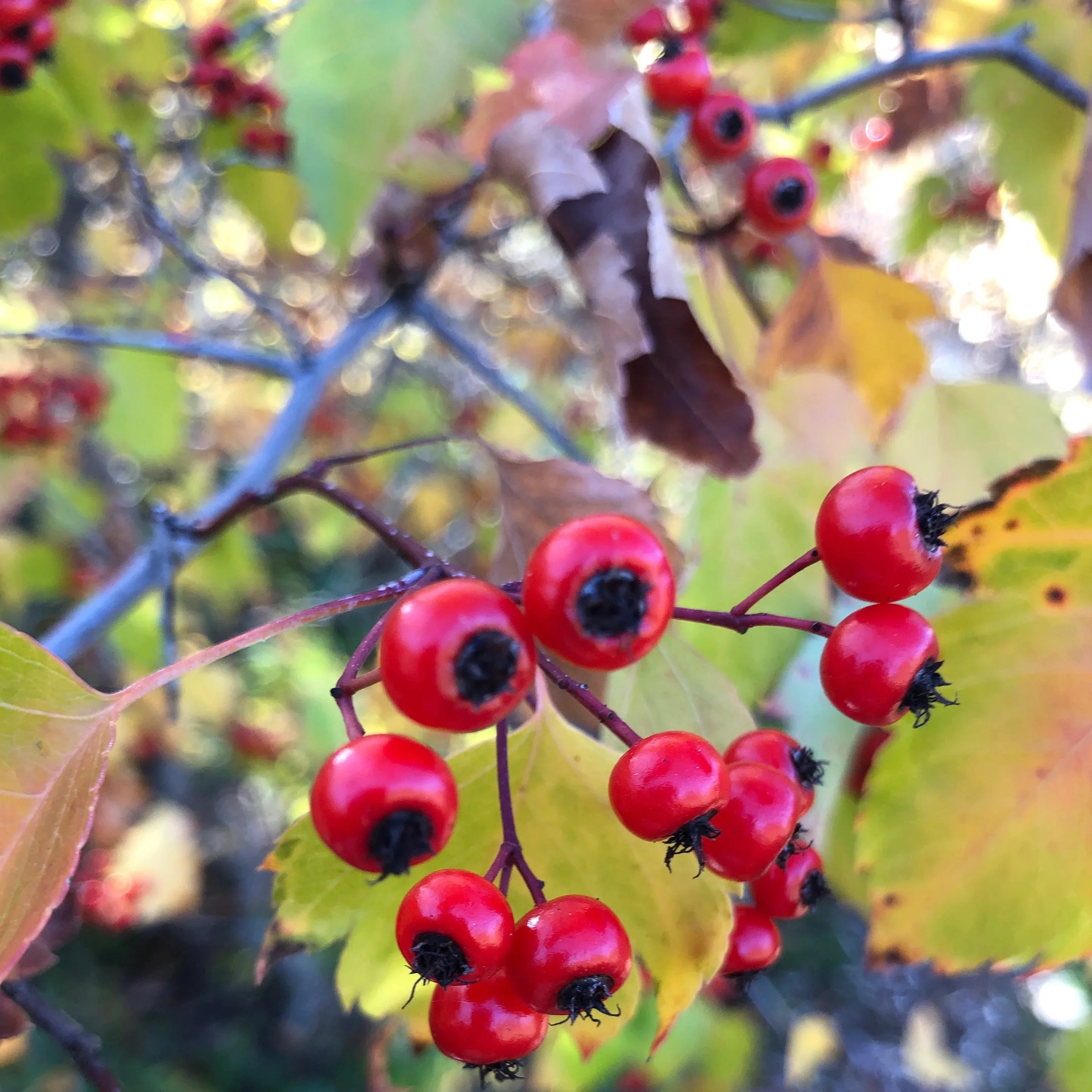 Washington Hawthorn Seeds - Image 5