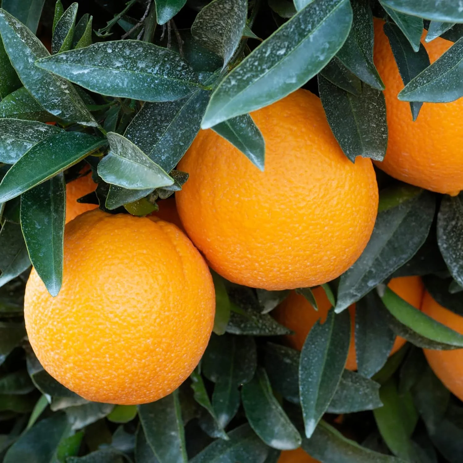 Washington Navel Orange Seeds - Exceptional Sweetness, Seedlessness, Easy-to-Peel Skin, Juicy & Tender Flesh - 10 Pcs