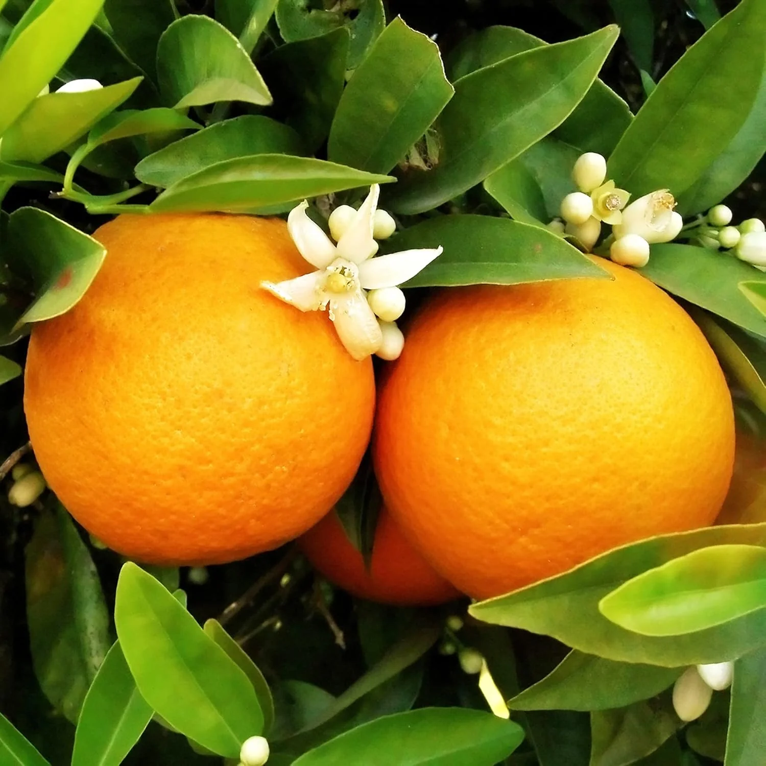 Washington Navel Orange Seeds - Exceptional Sweetness, Seedlessness, Easy-to-Peel Skin, Juicy & Tender Flesh - 10 Pcs - Image 3