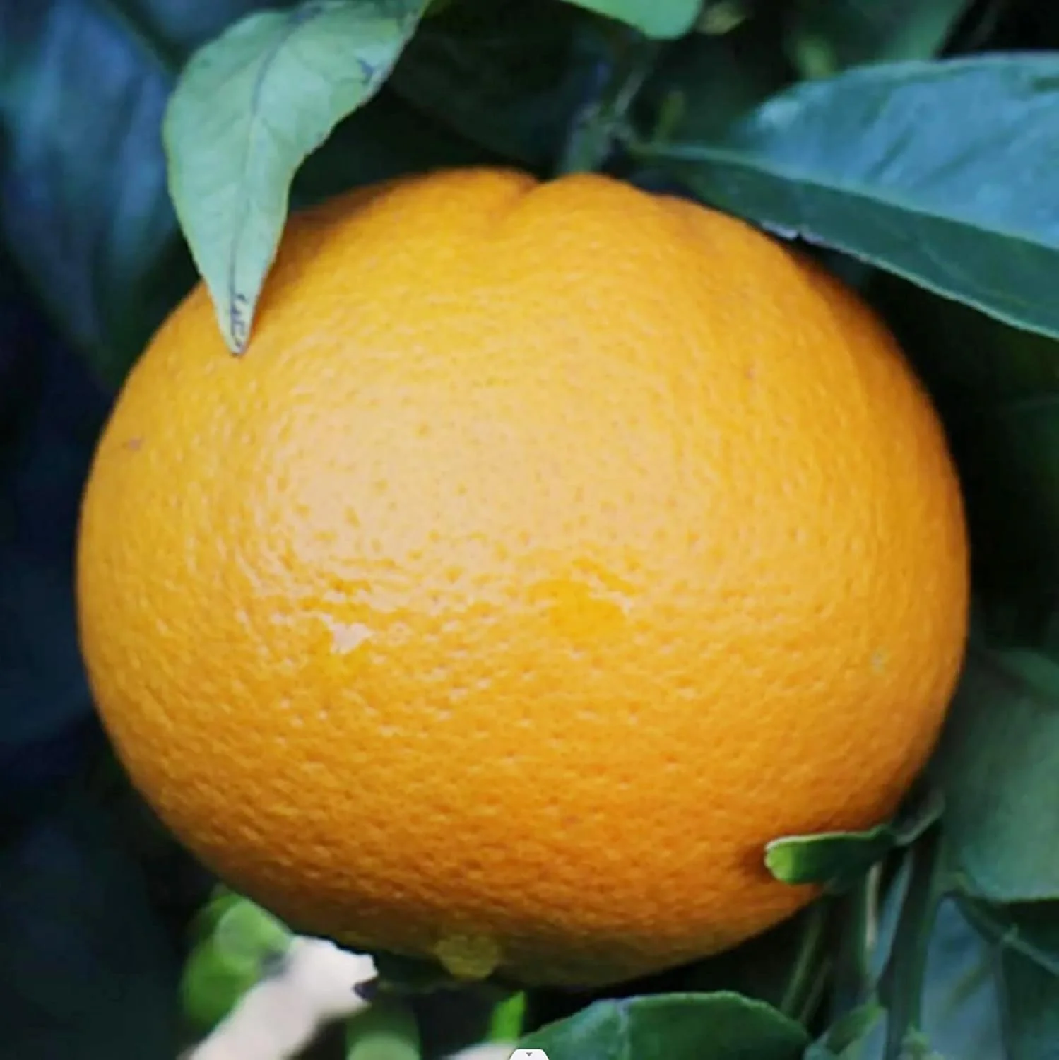 Washington Navel Orange Seeds - Exceptional Sweetness, Seedlessness, Easy-to-Peel Skin, Juicy & Tender Flesh - 10 Pcs - Image 4