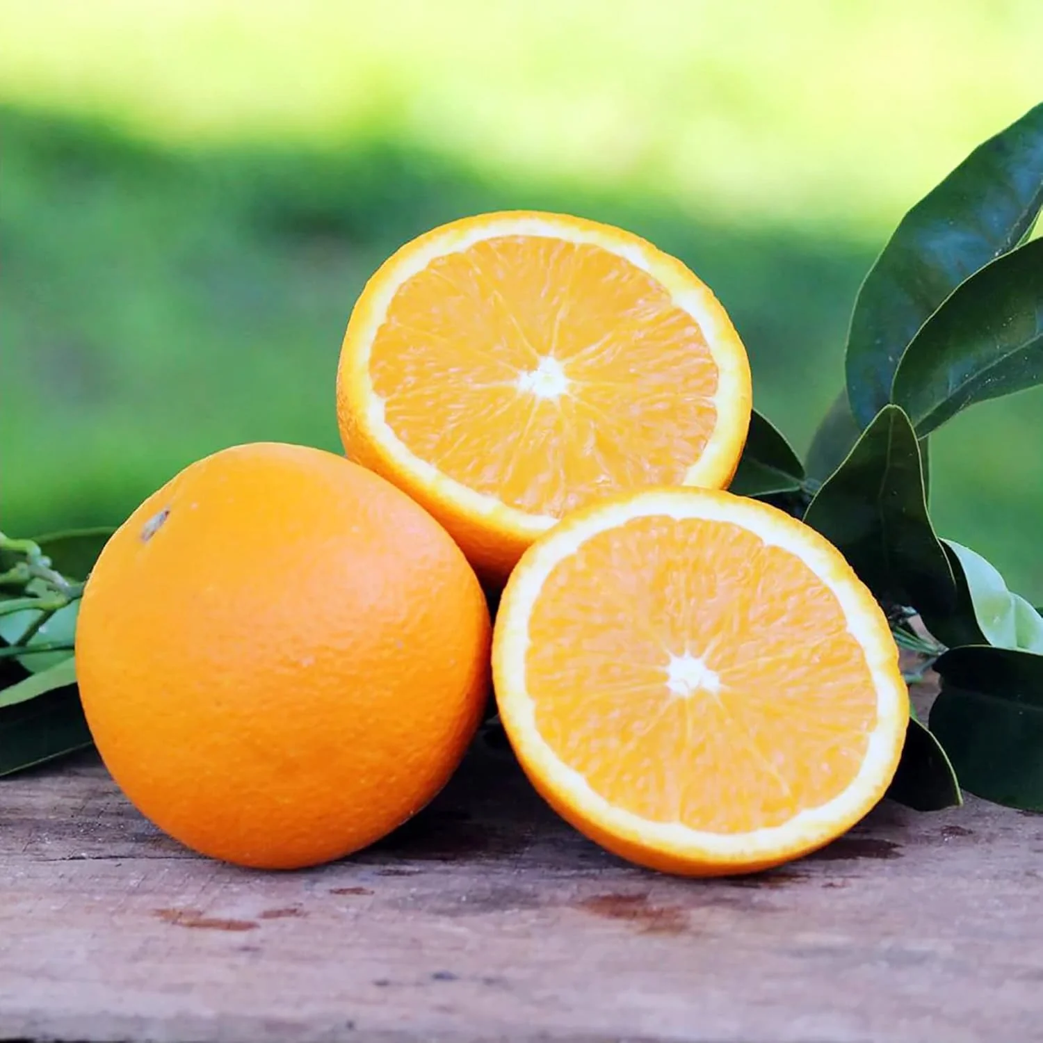 Washington Navel Orange Seeds - Exceptional Sweetness, Seedlessness, Easy-to-Peel Skin, Juicy & Tender Flesh - 10 Pcs - Image 5