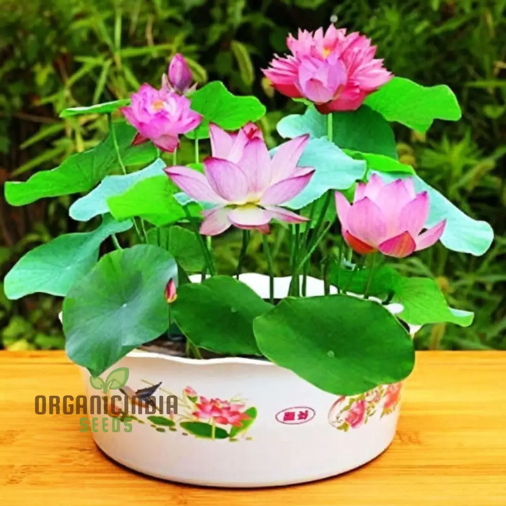 Water Lily Flower Seeds, Exotic Blooms, Easy to Grow, Perfect for Ponds and Water Gardens