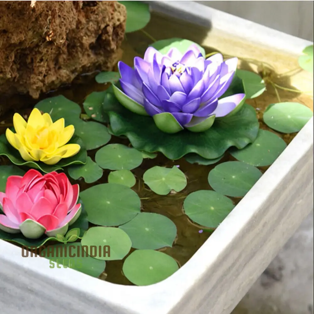 Water Lily Flower Seeds, Exotic Blooms, Easy to Grow, Perfect for Ponds and Water Gardens - Image 3