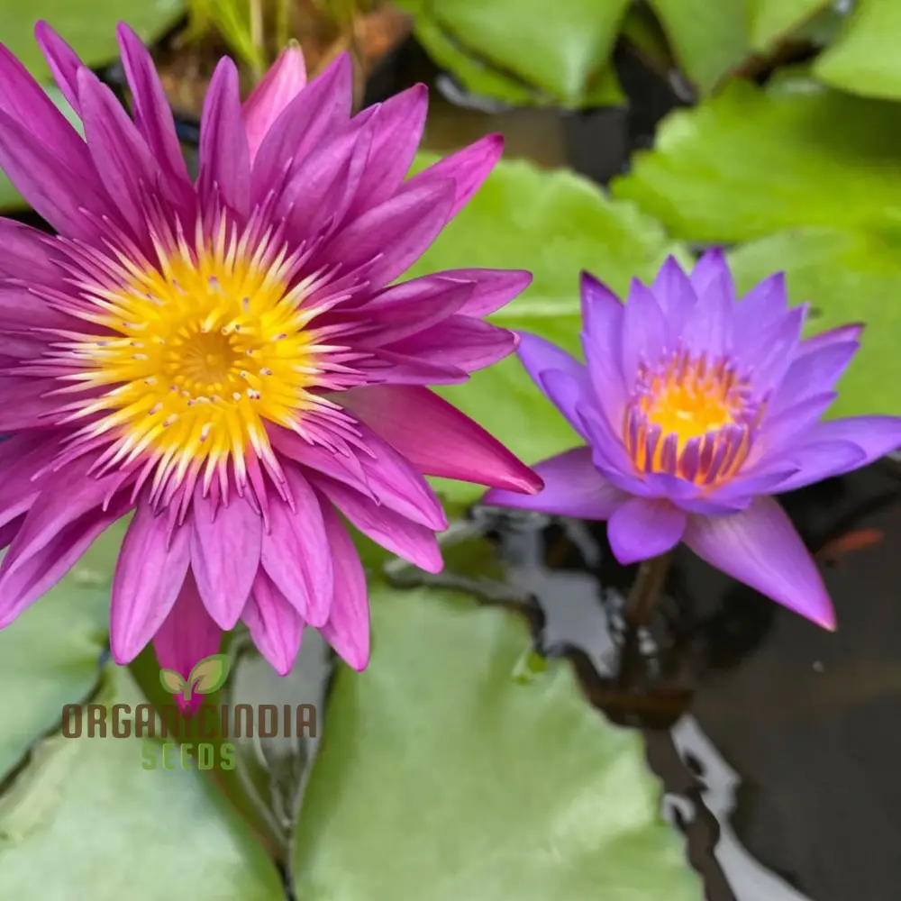 Water Lily Flower Seeds, Exotic Blooms, Easy to Grow, Perfect for Ponds and Water Gardens - Image 4