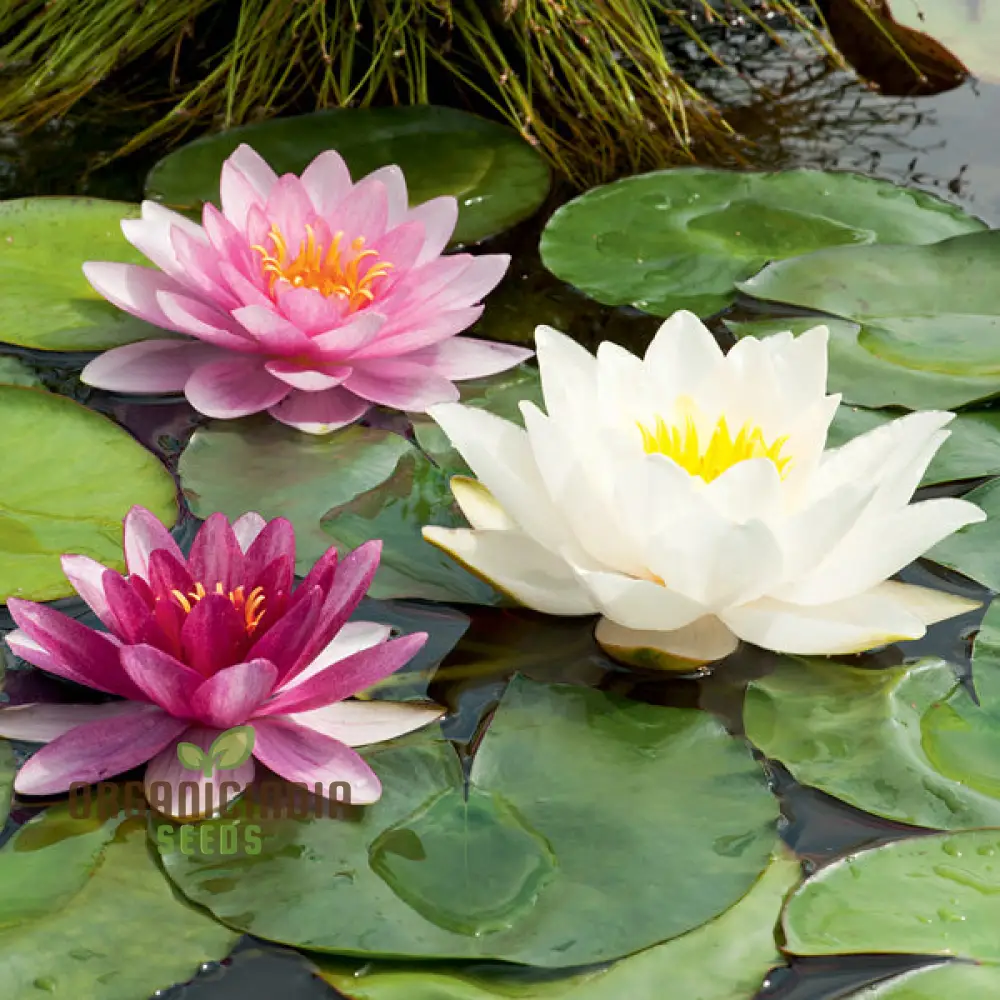 Water Lily Flower Seeds - Mixed Colors for Pond Garden, Planting Guide Included