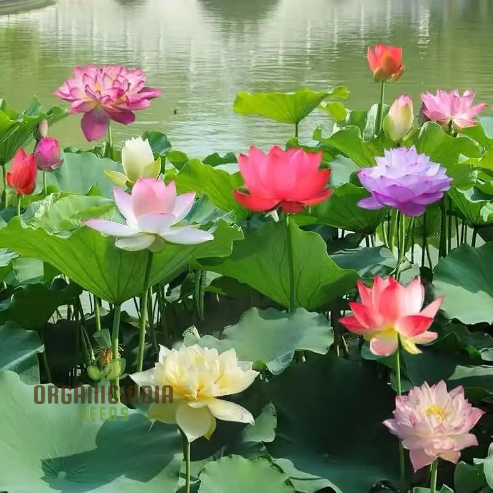 Water Lily Flower Seeds - Mixed Colors for Pond Garden, Planting Guide Included - Image 3