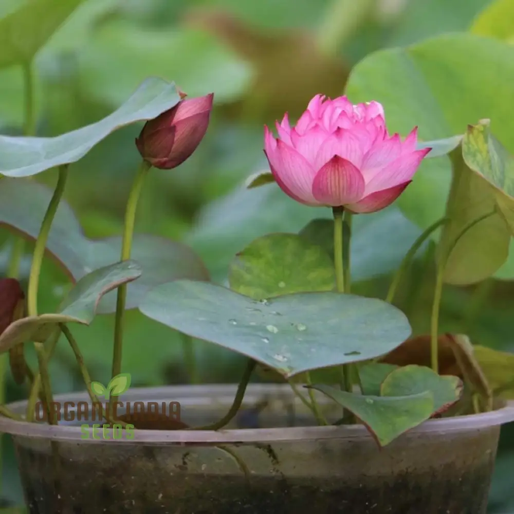 Water Lily Flower Seeds - Mixed Colors for Pond Garden, Planting Guide Included - Image 4