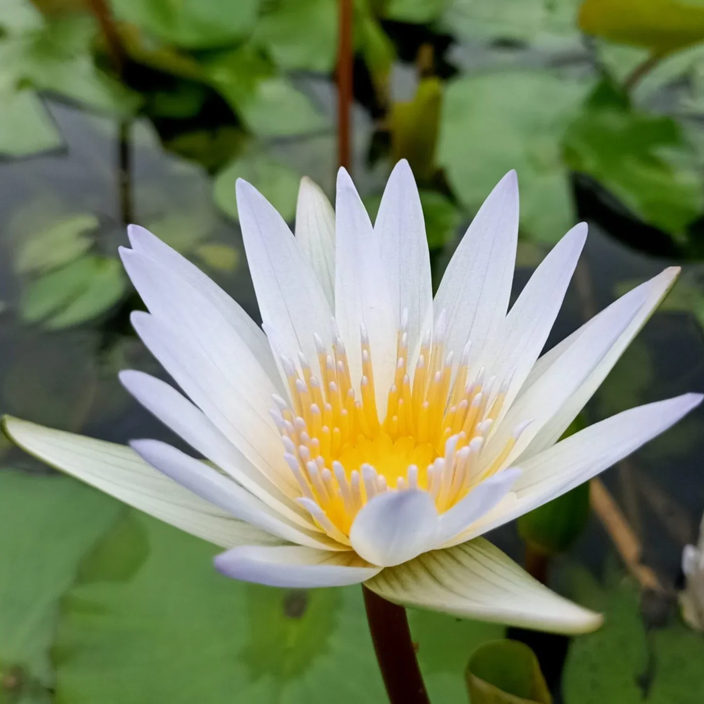 Water Lily Seeds for planting– Ideal for Ponds and Water Features