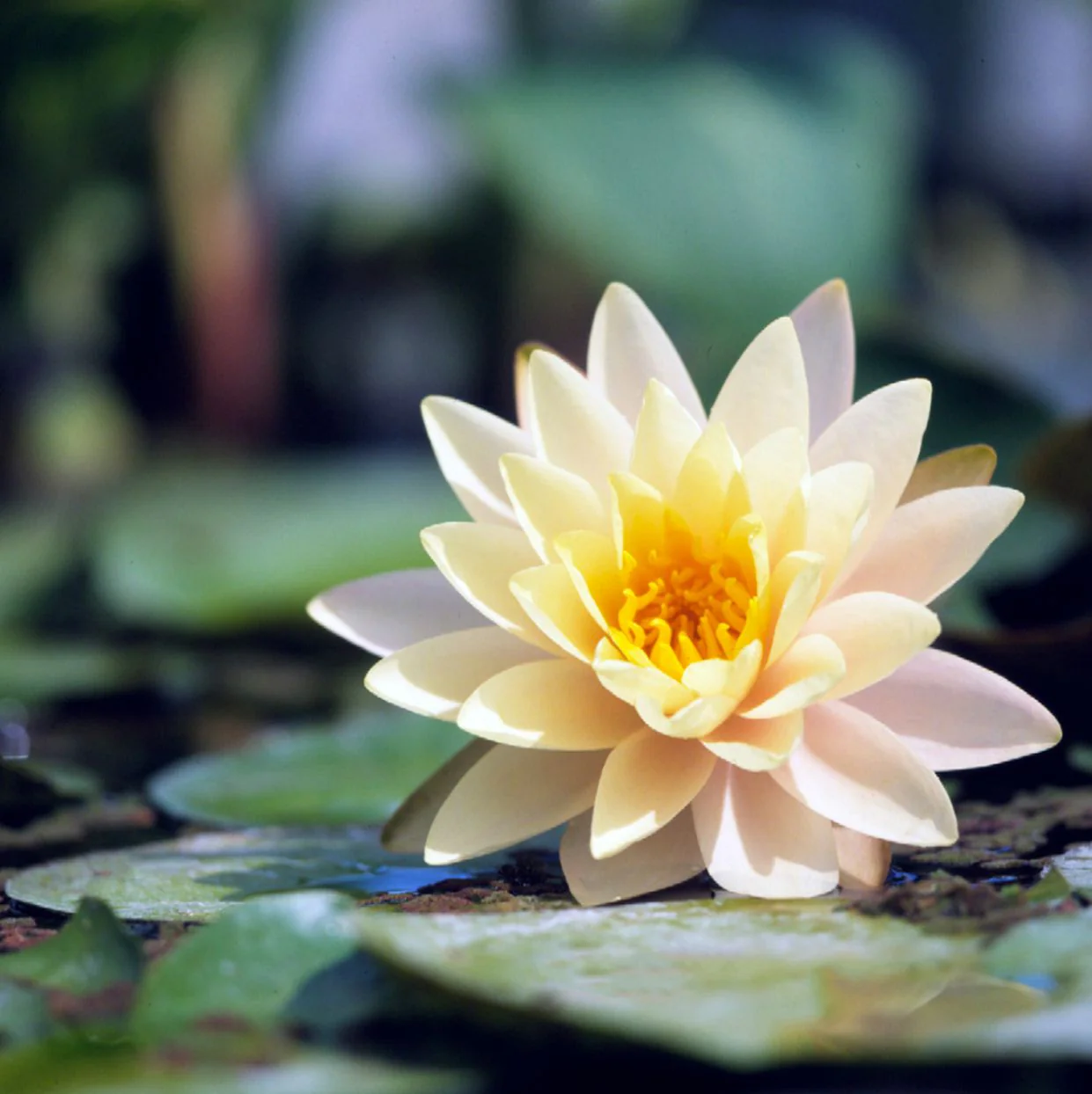 Water Lily Seeds for planting– Ideal for Ponds and Water Features - Image 4