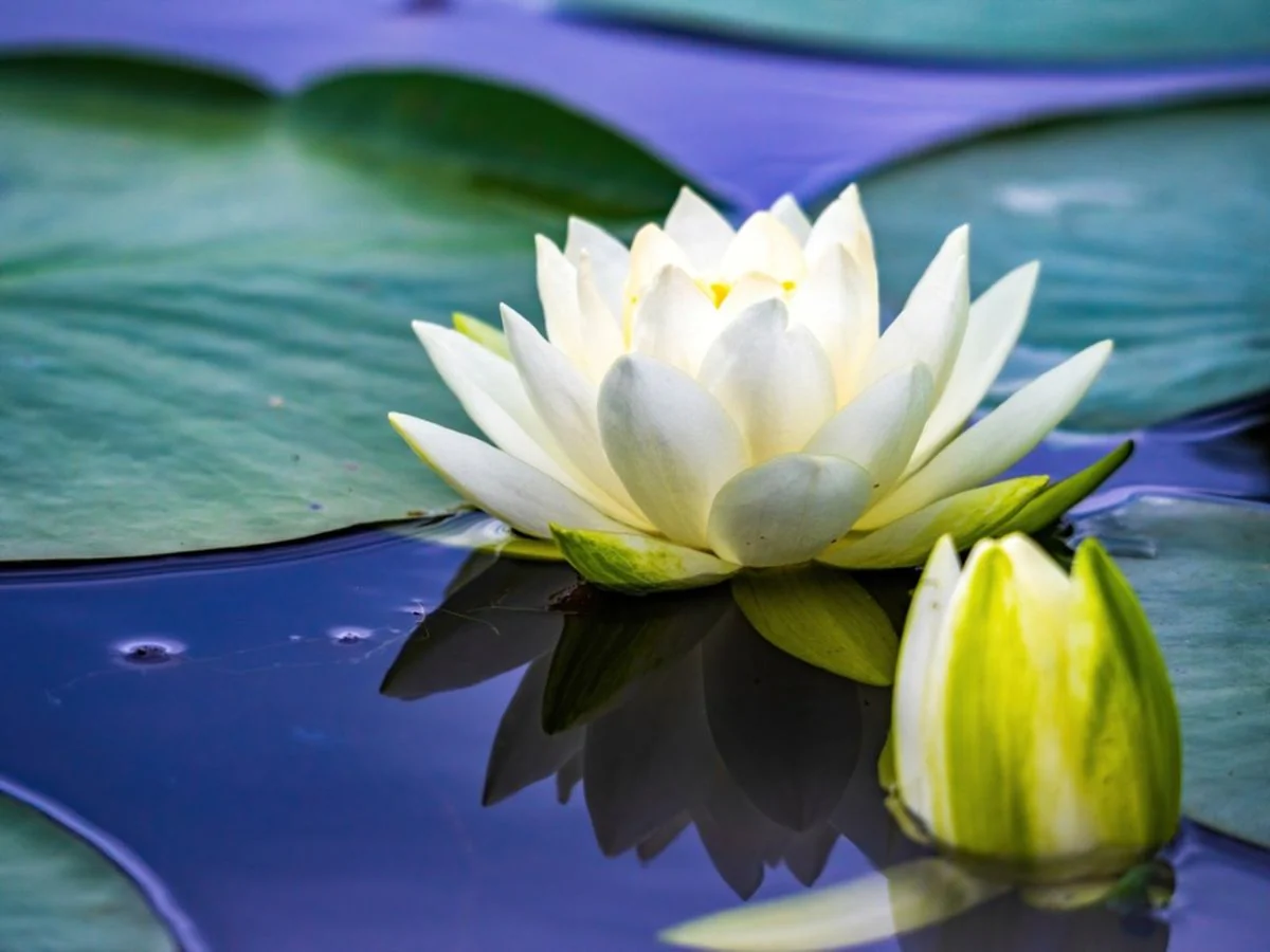 Water Lily Seeds for planting– Ideal for Ponds and Water Features - Image 5