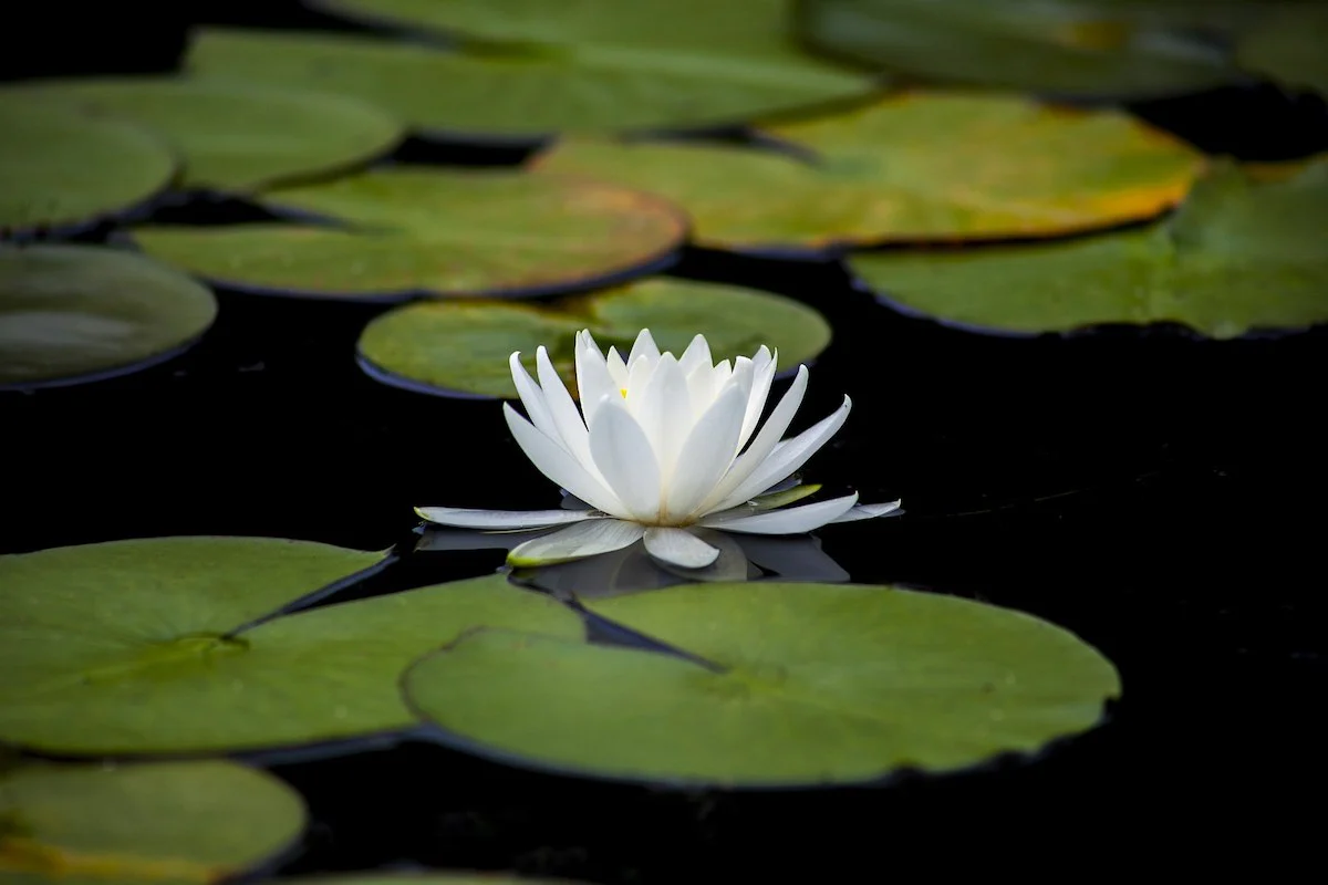 Water Lily Seeds for planting– Ideal for Ponds and Water Features - Image 7