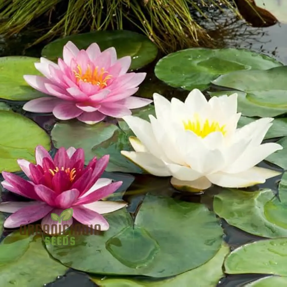 Waterlily Lotus Kamal Flower Seeds for Home Garden , Eco Pack (Red), Non GMO Flower Seeds for Gardening and Planting  Ideal for Home Garden Enthusiasts Seeking Beautiful Blooms - Image 3