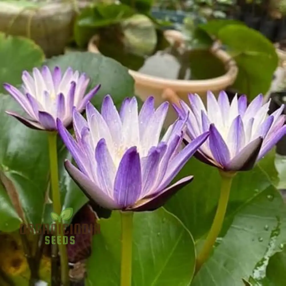 Waterlily Lotus Kamal Flower Seeds for Home Garden , Eco Pack (Red), Non GMO Flower Seeds for Gardening and Planting  Ideal for Home Garden Enthusiasts Seeking Beautiful Blooms - Image 4