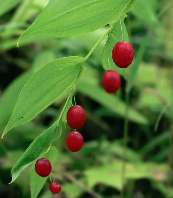 Watermelon Berry Seeds