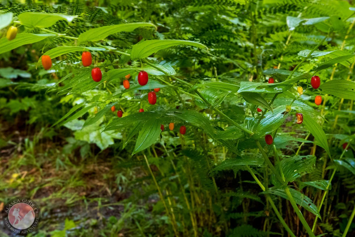 Watermelon Berry Seeds - Image 3