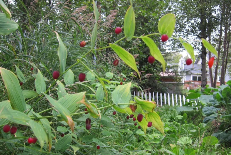 Watermelon Berry Seeds - Image 4