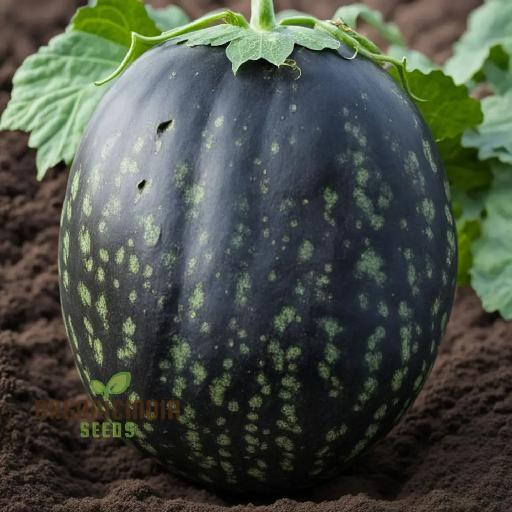 Black Watermelon Beauty Early Giant Fruit Heirloom Seeds For Planting - Image 3