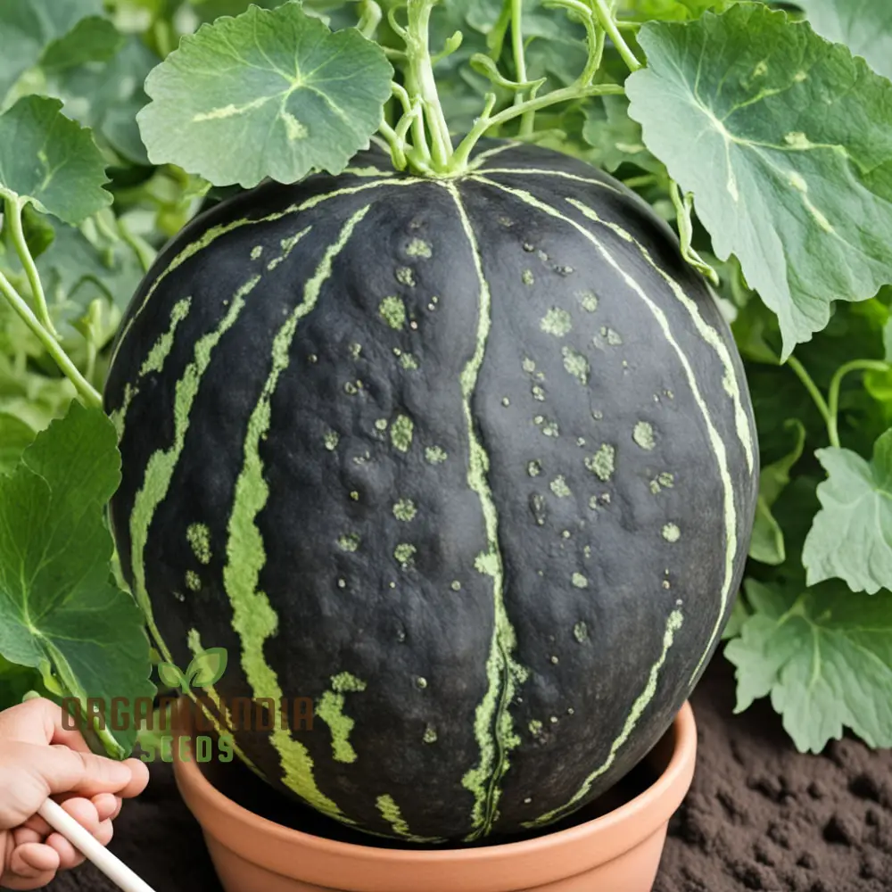 Black Watermelon Beauty Early Giant Fruit Heirloom Seeds For Planting - Image 4