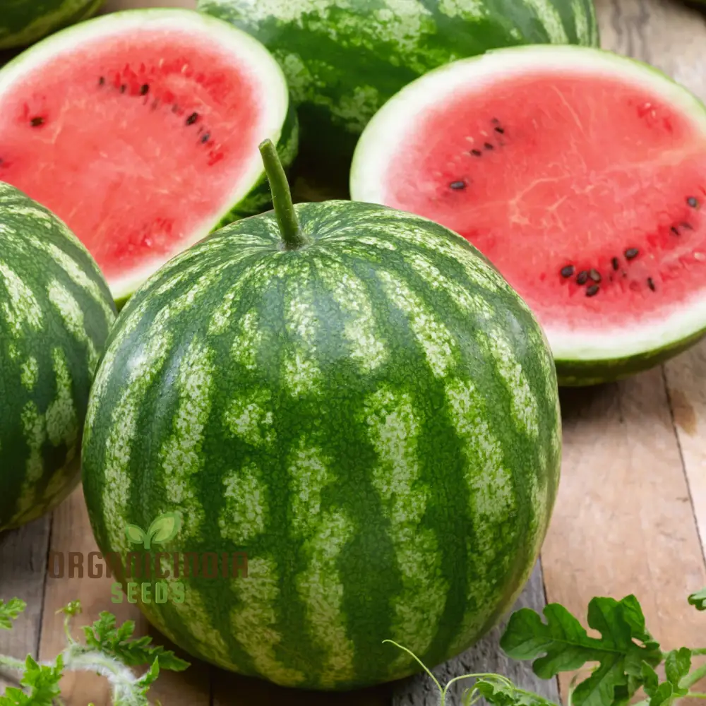 Watermelon Heirloom Mix Seeds Premium Quality Seeds for Planting And Gardening Organic Heirloom Variety - Image 3
